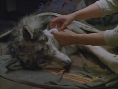 雪地黄金犬剧照的剧照