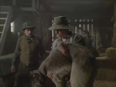 雪地黄金犬剧照的剧照