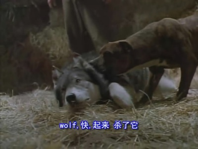 雪地黄金犬剧照的剧照