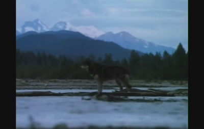 雪地黄金犬剧照的剧照