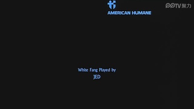 雪地黄金犬剧照的剧照