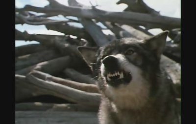 雪地黄金犬剧照的剧照