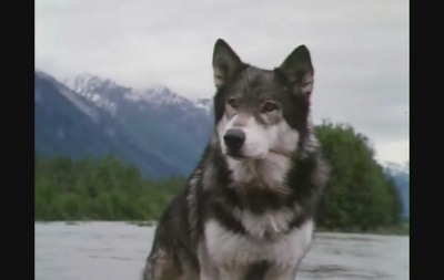 雪地黄金犬剧照的剧照