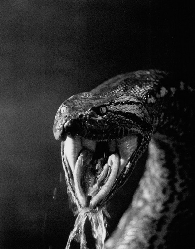 狂蟒之灾剧照的剧照