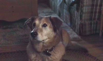 无处为家剧照的剧照