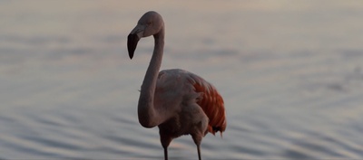 沼泽地剧照的剧照