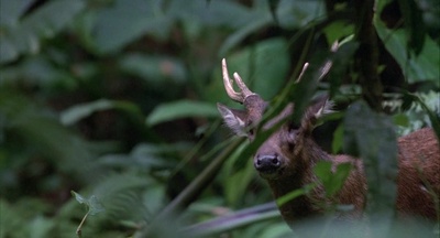 野战排剧照的剧照