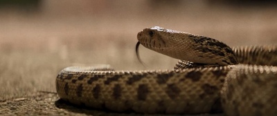 夏日之王剧照的剧照