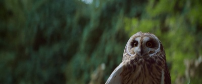 夏日之王剧照的剧照