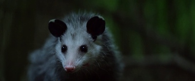 夏日之王剧照的剧照