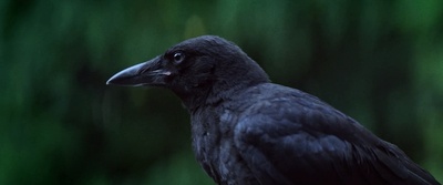 夏日之王剧照的剧照