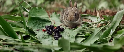 夏日之王剧照的剧照