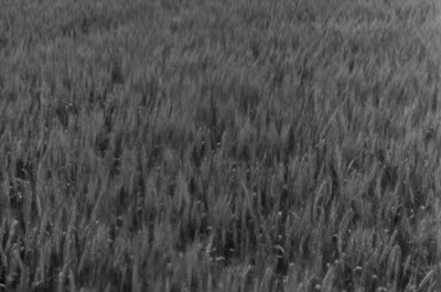 七武士剧照的剧照