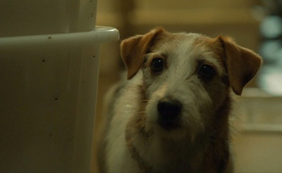 白色上帝剧照的剧照