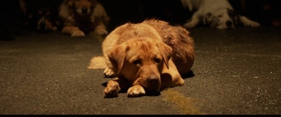 白色上帝剧照的剧照