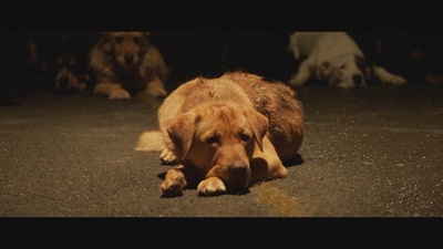 白色上帝剧照的剧照