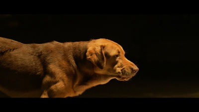 白色上帝剧照的剧照