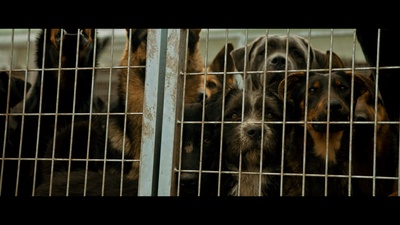 白色上帝剧照的剧照