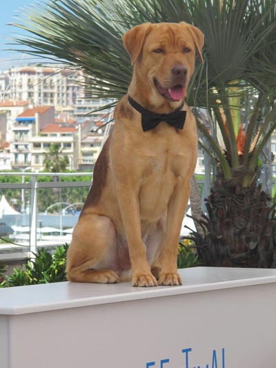 白色上帝剧照的剧照