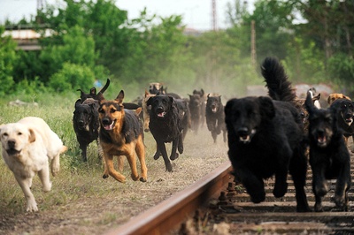 白色上帝剧照的剧照