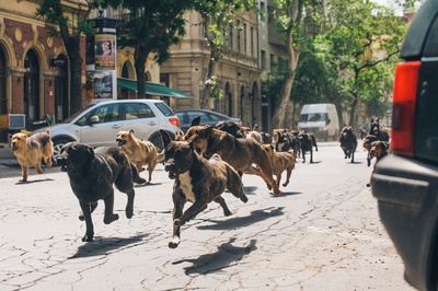 白色上帝剧照的剧照