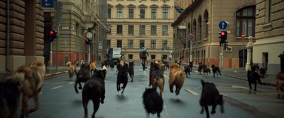 白色上帝剧照的剧照