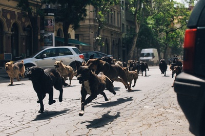 白色上帝剧照的剧照