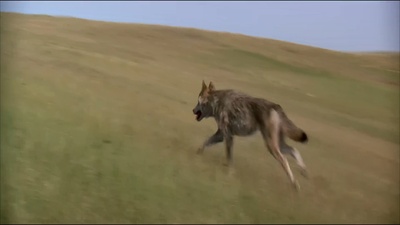 与狼共舞剧照的剧照