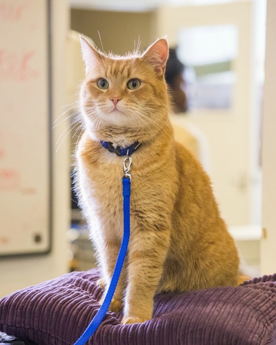 流浪猫鲍勃剧照的剧照