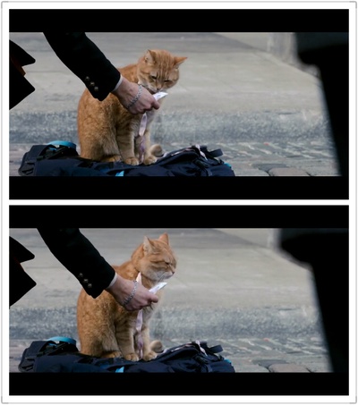 流浪猫鲍勃剧照的剧照