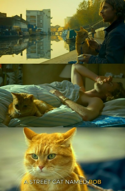 流浪猫鲍勃剧照的剧照