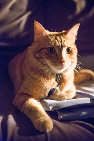 流浪猫鲍勃剧照的剧照