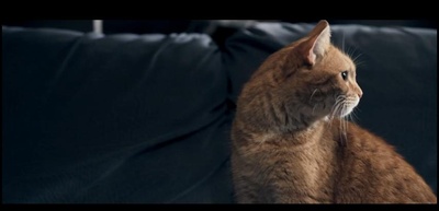 流浪猫鲍勃剧照的剧照