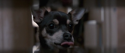 流浪猫鲍勃剧照的剧照