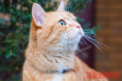 流浪猫鲍勃剧照的剧照