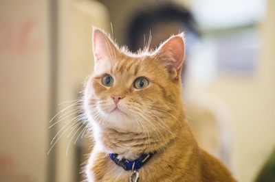 流浪猫鲍勃剧照的剧照