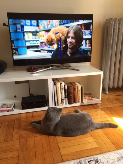 流浪猫鲍勃剧照的剧照