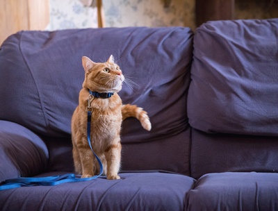 流浪猫鲍勃剧照的剧照