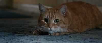 流浪猫鲍勃剧照的剧照