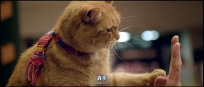 流浪猫鲍勃剧照的剧照