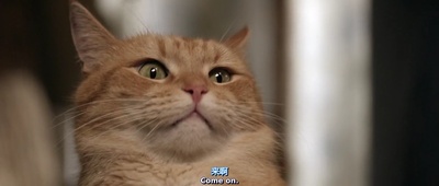 流浪猫鲍勃剧照的剧照