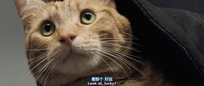 流浪猫鲍勃剧照的剧照