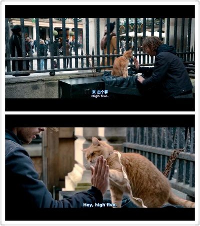 流浪猫鲍勃剧照的剧照