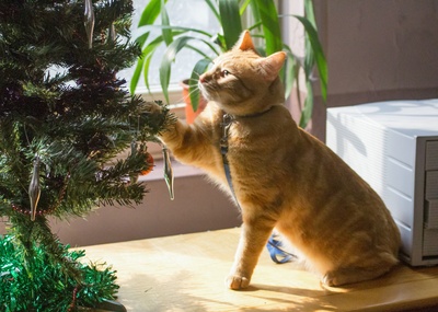 流浪猫鲍勃剧照的剧照