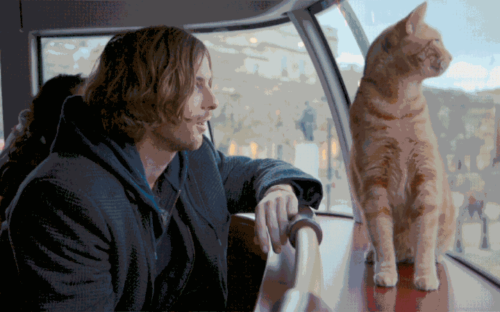 流浪猫鲍勃剧照的剧照