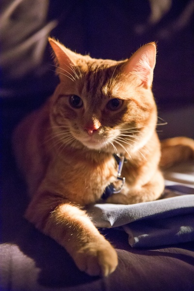 流浪猫鲍勃剧照的剧照