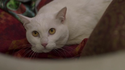 血观音剧照的剧照