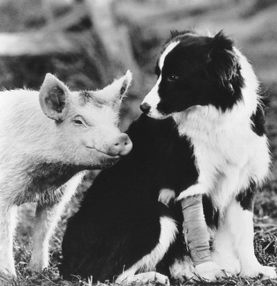 小猪宝贝剧照的剧照