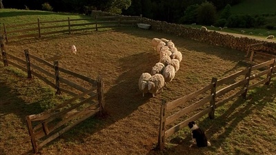 小猪宝贝剧照的剧照