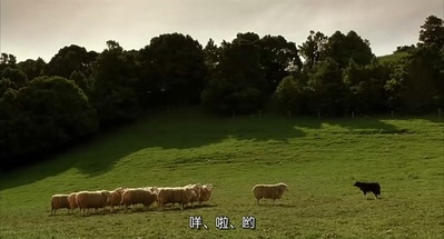 小猪宝贝剧照的剧照